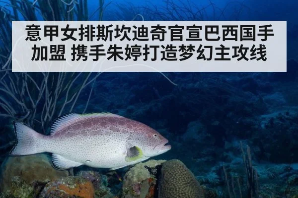 意甲女排斯坎迪奇官宣巴西国手加盟 携手朱婷打造梦幻主攻线